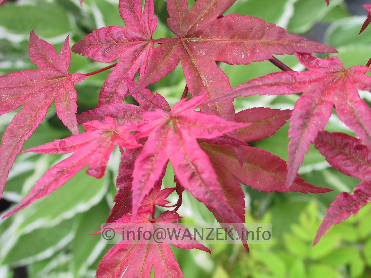 Acer palmatum Deshojo-3.JPG